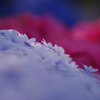 紫陽花