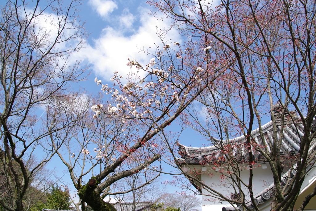 法金剛院