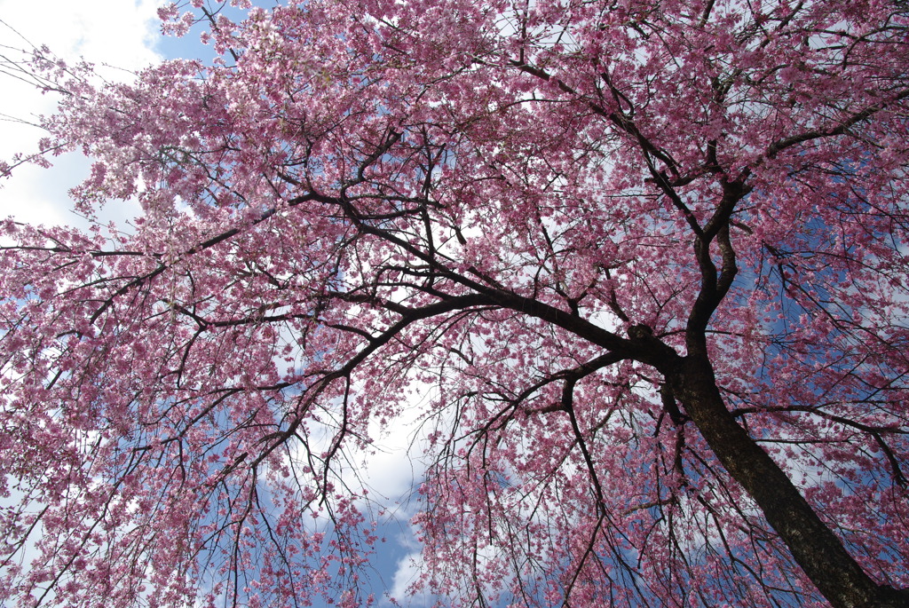 法金剛院満開の桜