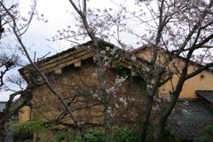 古い土蔵と桜
