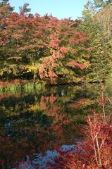 雲場池の秋