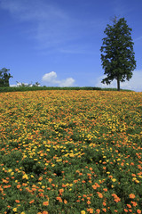 とっとり花回廊