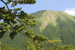 大山と松