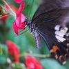 甘い蜜の吸い方