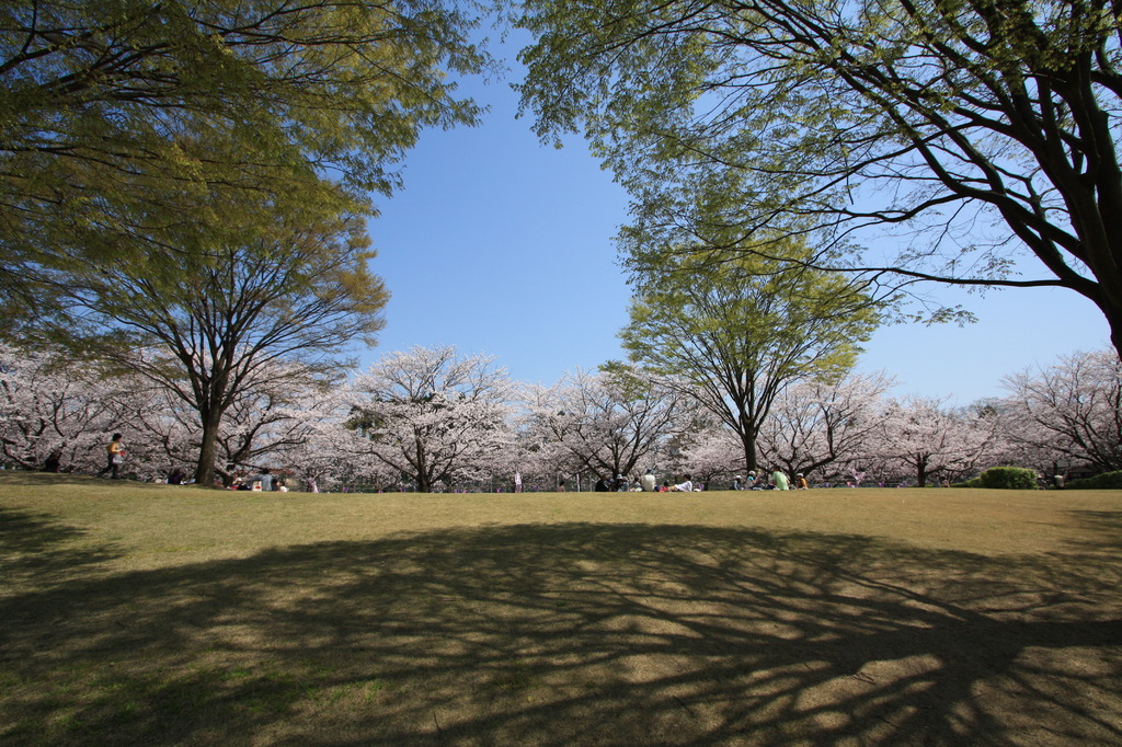 桜紋様