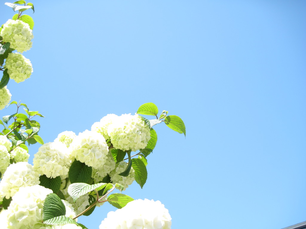 花と空