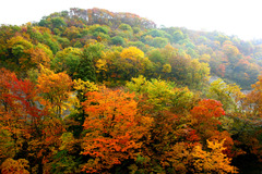 autumn