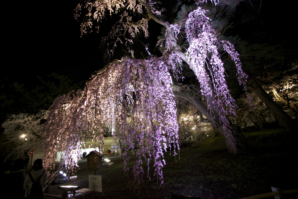 弘前夜桜