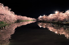 弘前夜桜