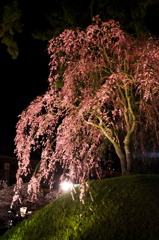 弘前夜桜