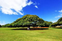 日立の樹　in Hawaii