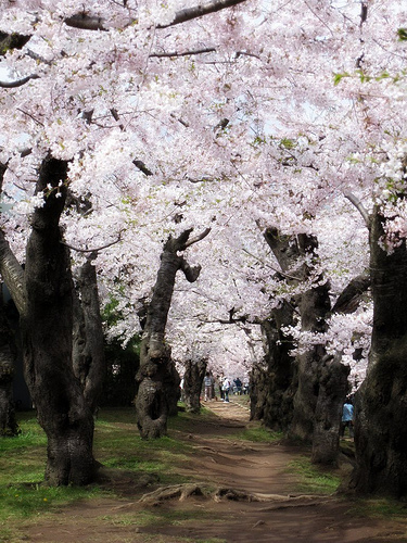 五稜郭公園　函館