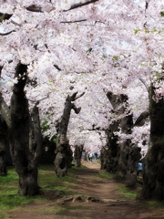 五稜郭公園　函館