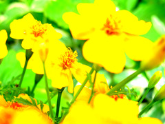 お花