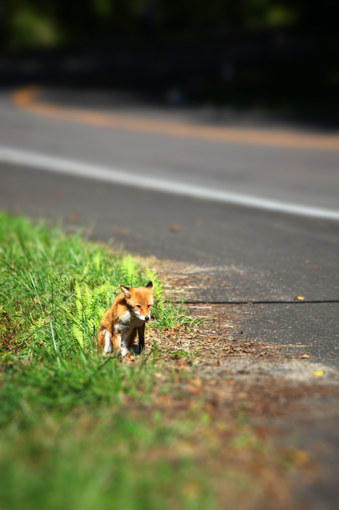 キタキツネのお爺ちゃん？