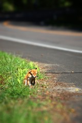 キタキツネのお爺ちゃん？