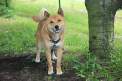 犬さん