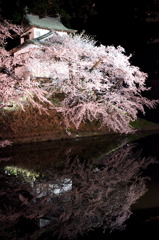 弘前夜桜