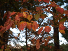 紅葉