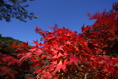 普通に紅葉の広角