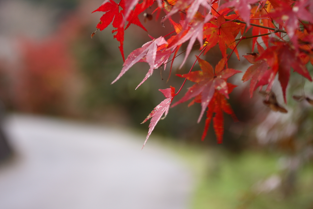 まだまだ紅葉