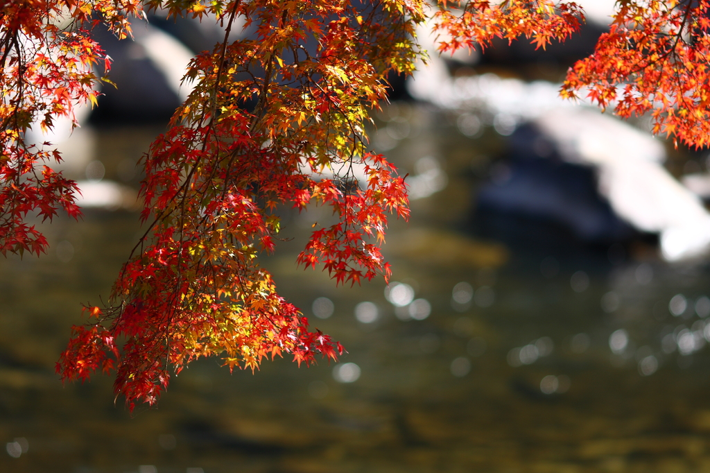 普通に紅葉