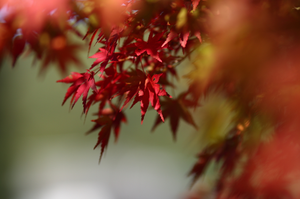 普通に紅葉のアップ