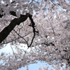 小金井桜　#3