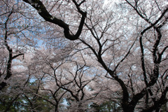 小金井桜　#1