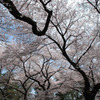小金井桜　#1