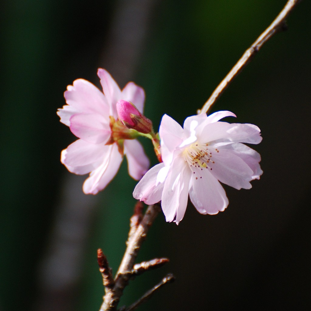 開花