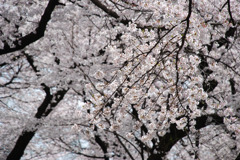 小金井桜　#2