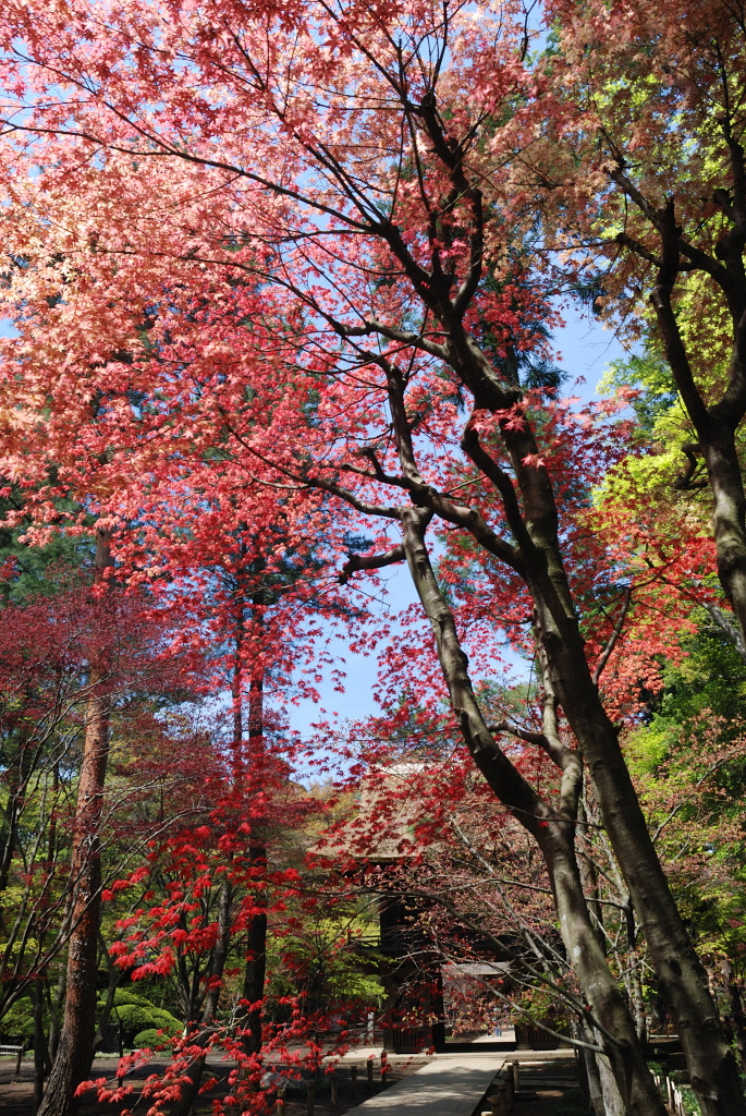 初夏の紅葉　＃４