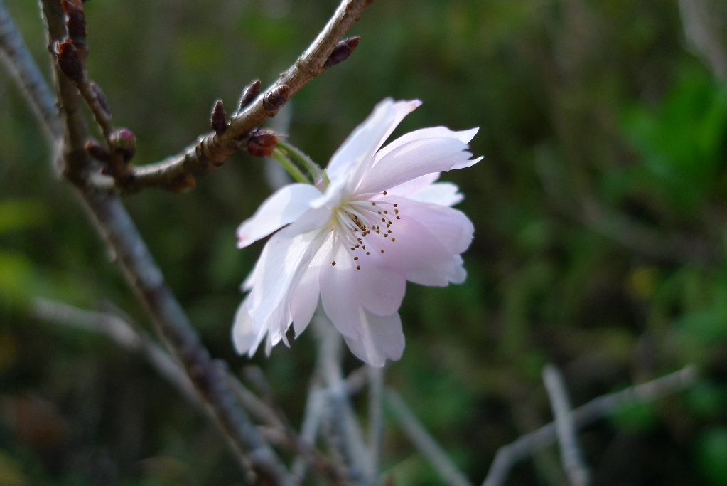 十月桜