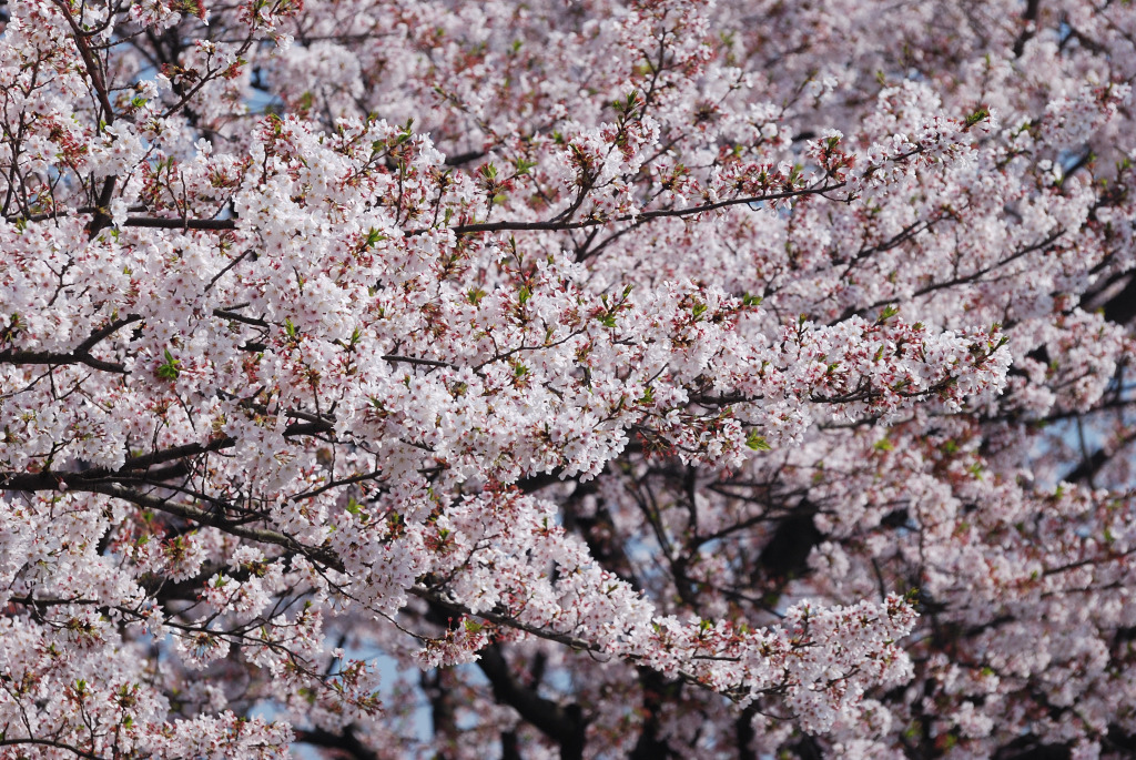 桜満開 #3