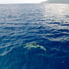 八丈島の海豚（イルカ）　#4