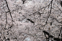 小金井桜　#4