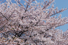 桜満開 #1