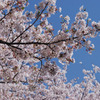 桜満開 #2
