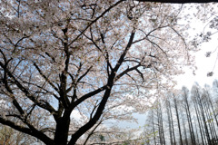 桜満開 #5