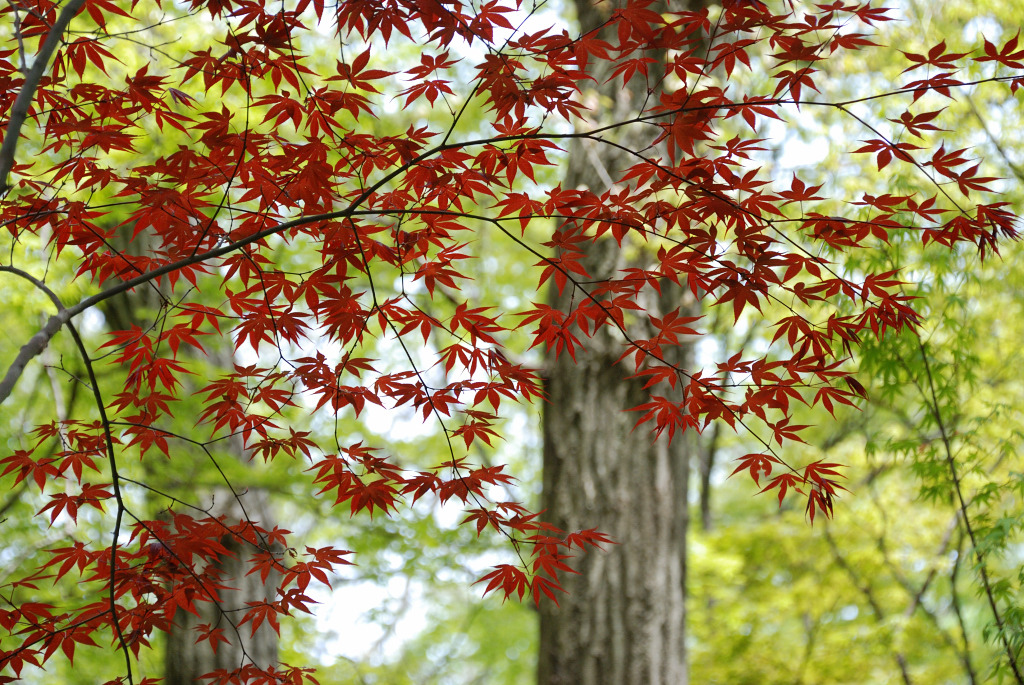 初夏の紅葉 ＃２