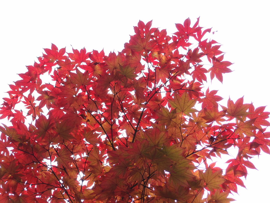 信州の紅葉