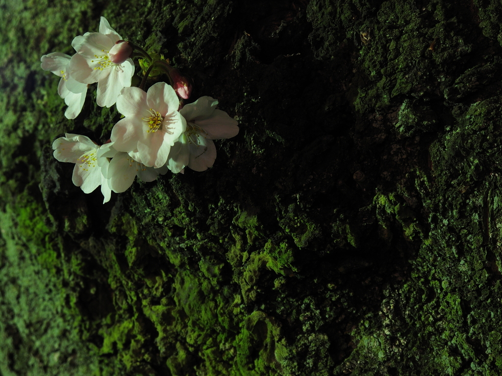 けなげな桜