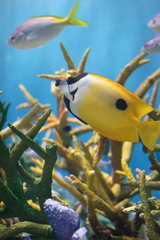 しながわ水族館