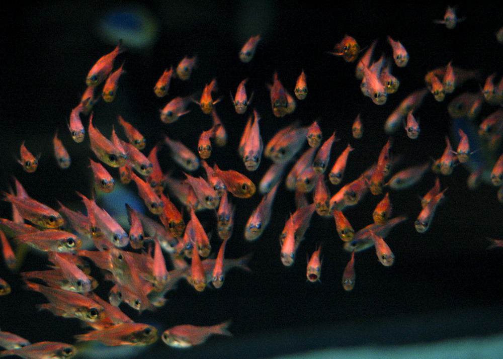 魚群