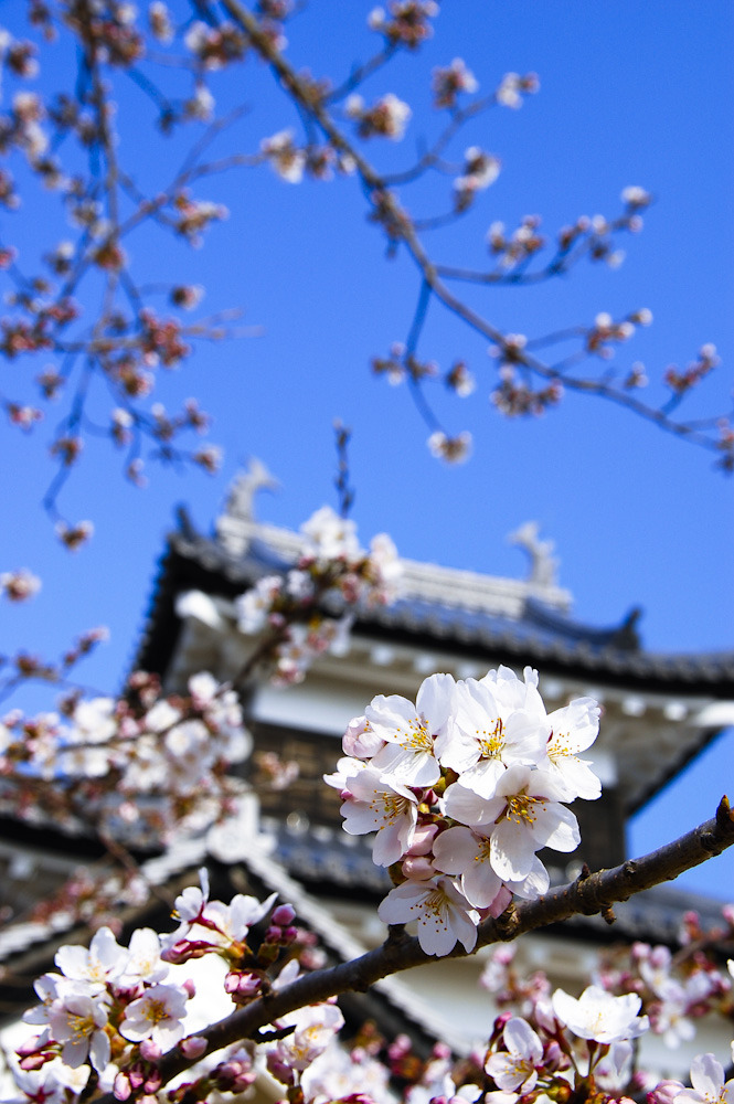 桜柵