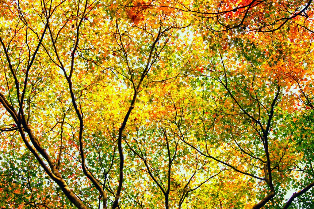 The Dots of Autumanal color