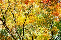 The Dots of Autumanal color
