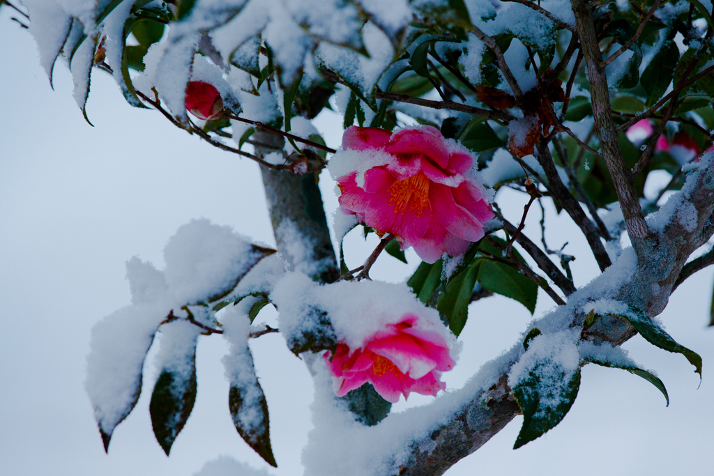 雪に咲く花