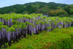 里山に藤の花咲くころ